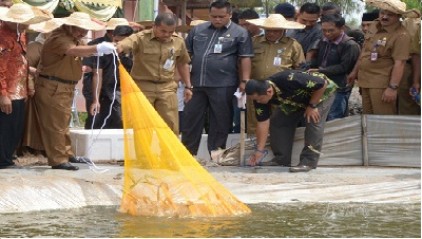 Bupati Amril Panen Perdana Udang Vanname